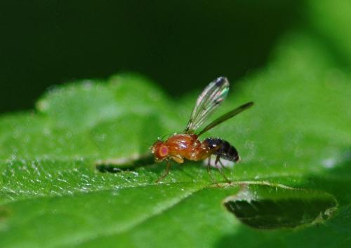 Geomyza sp.